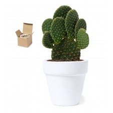 Maceta de semillas de Cactus para invitados